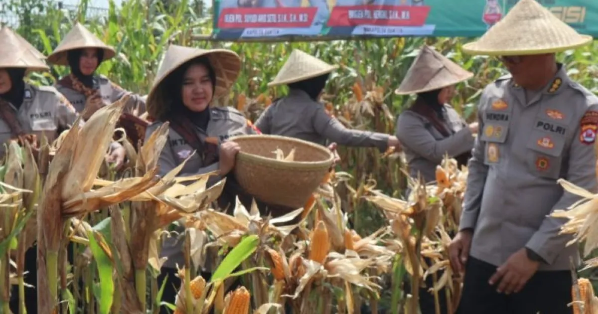 Polri Bidik Panen Jagung Kuartal Tiga Capai 7,5 Juta Ton